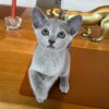 Female Russian Blue Kitten for Sale
