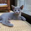 Male Russian Blue kitten for sale