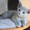 Purebred Male Russian Blue Cat