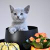 Female Russian Blue Cat for Sale