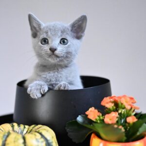 Female Russian Blue Cat for Sale