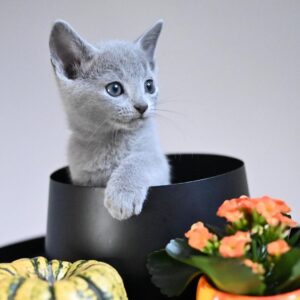 Female Russian Blue Cat for Sale