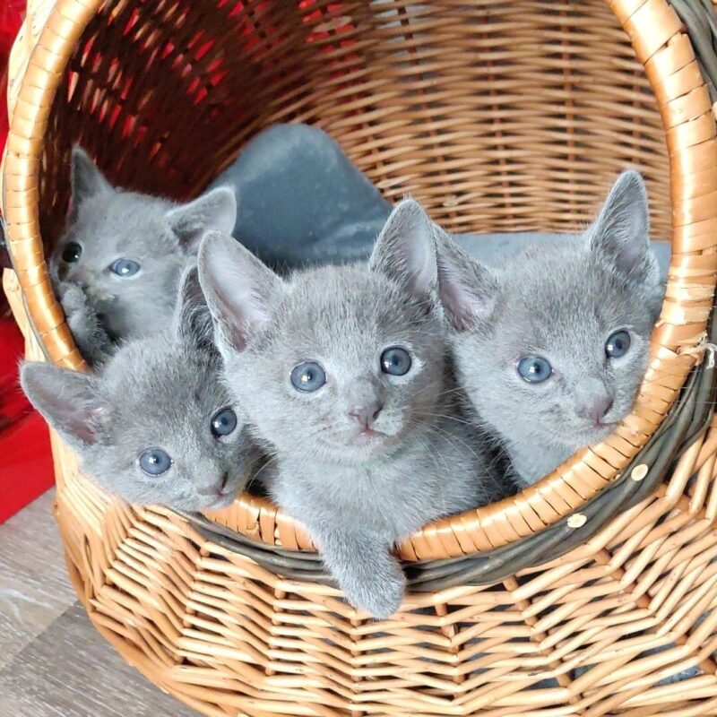 Russian Blue Kittens for Sale