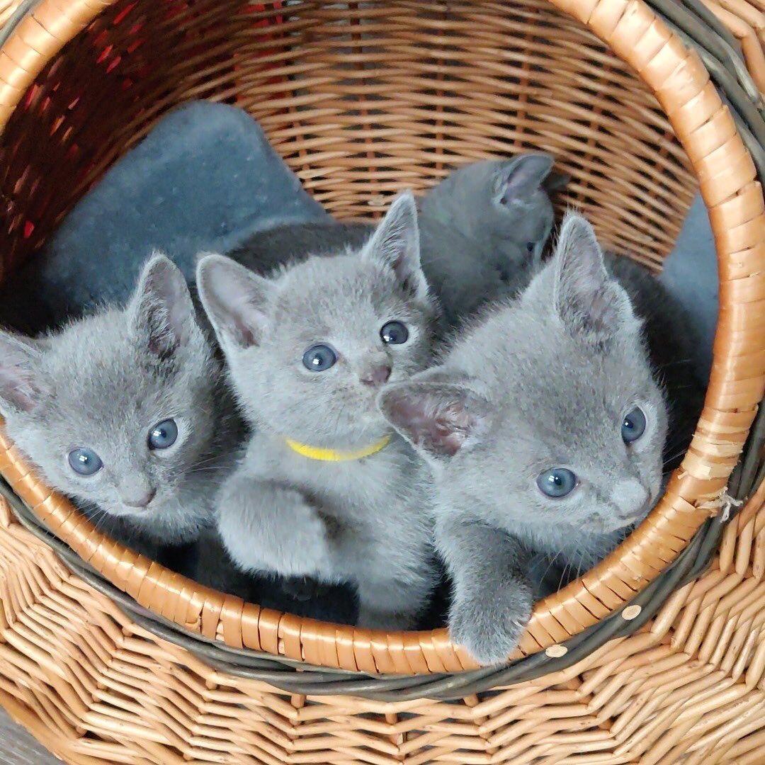 Russian Blue Kittens for Sale