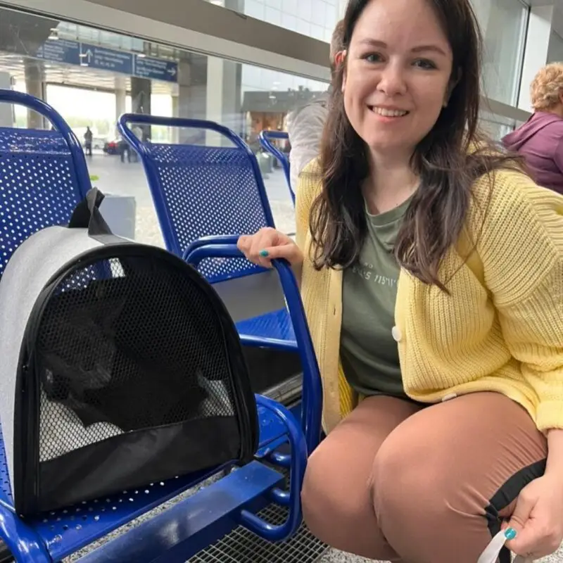 Buy Russian Blue kitten with shipping