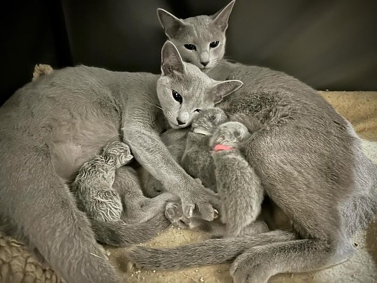 Russian Blue Kittens Near Me