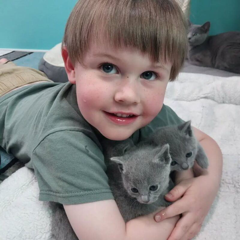 Russian Blue kitten reviews