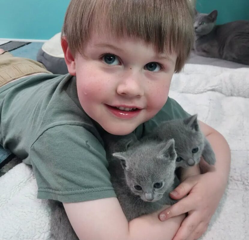 Are Russian Blue Cats Hypoallergenic