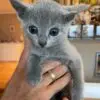 russian blue kitten for adoption