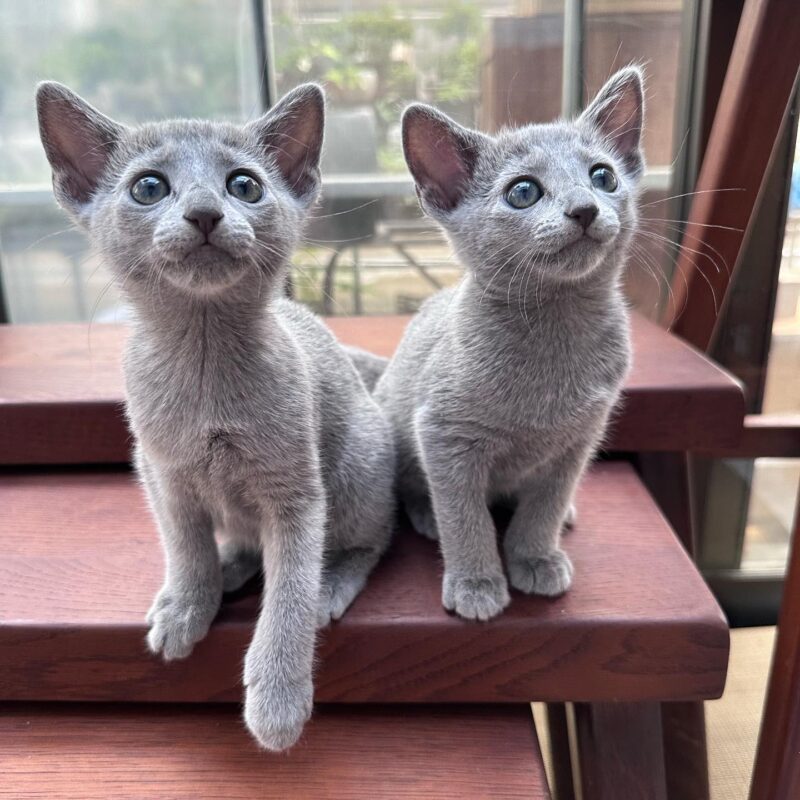 Buy a russian blue kitten