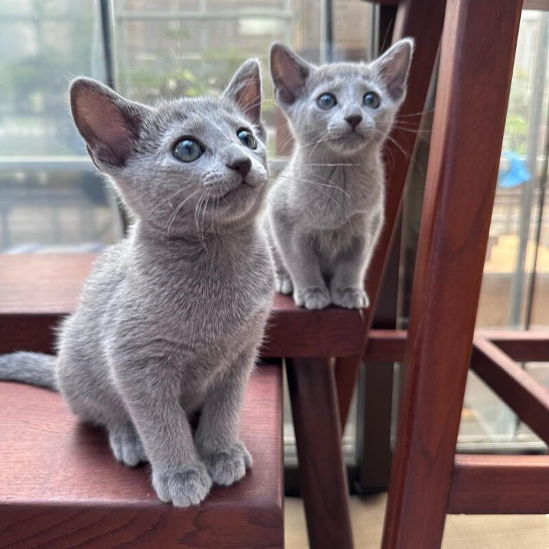 Russian Blue kittens for sale