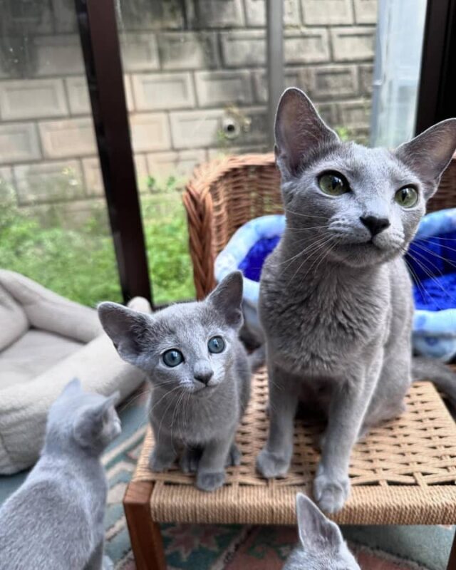 russian blue kitten near me