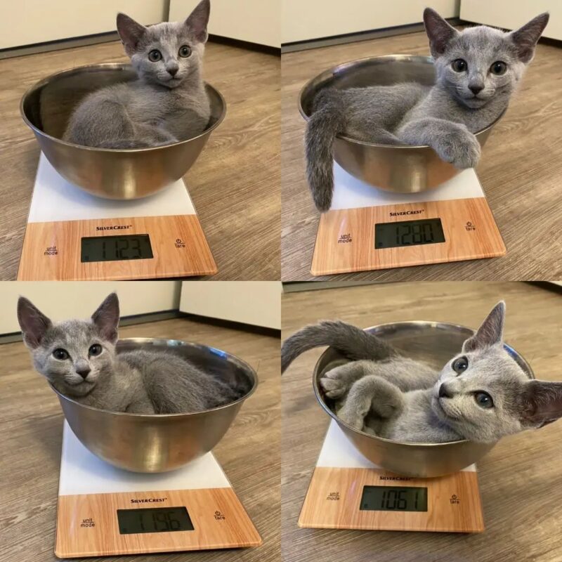Healthy Russian Blue Kittens