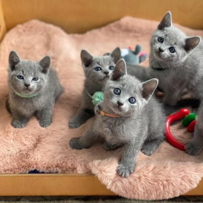 russian blue kitten for sale