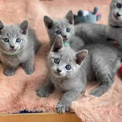 Buy a russian blue kitten