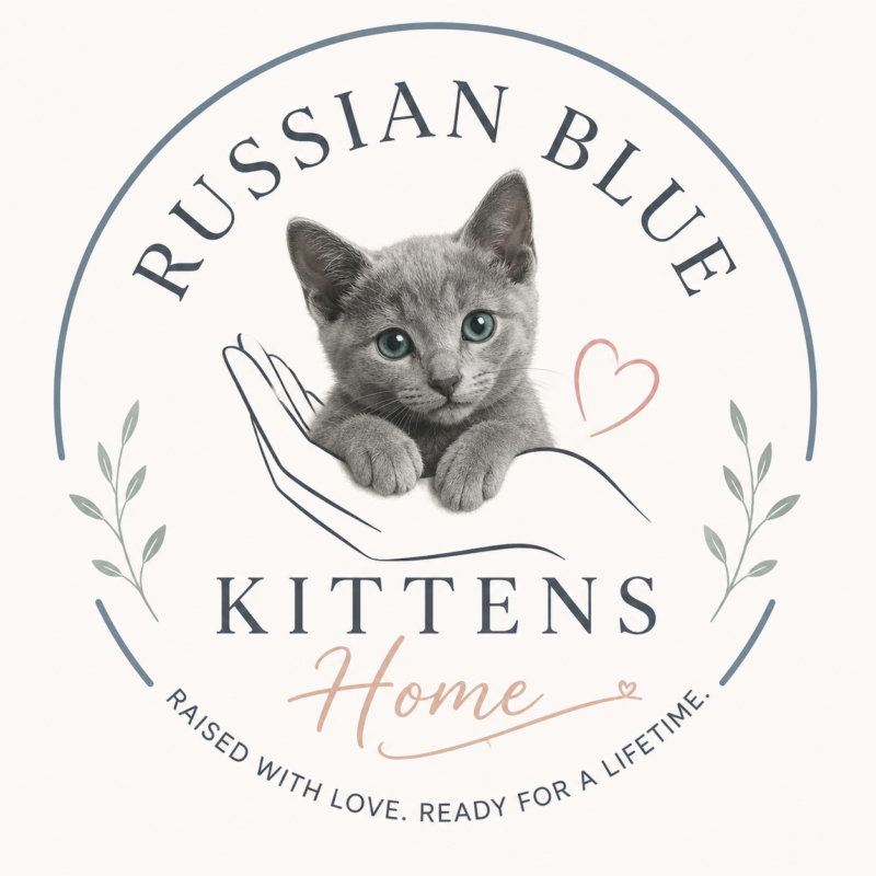 Buy a Russian Blue Kitten